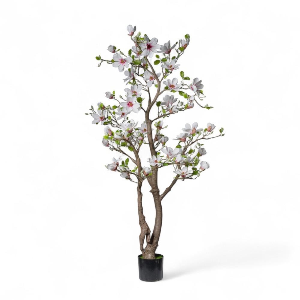 PIANTA MAGNOLIA 180CM C50FIOR